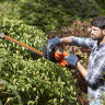 Кусторез BLACK&DECKER BEHTS301